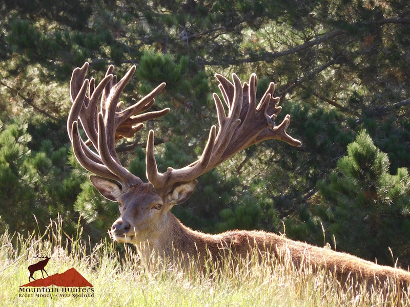 Red Stag hunting 500 class 